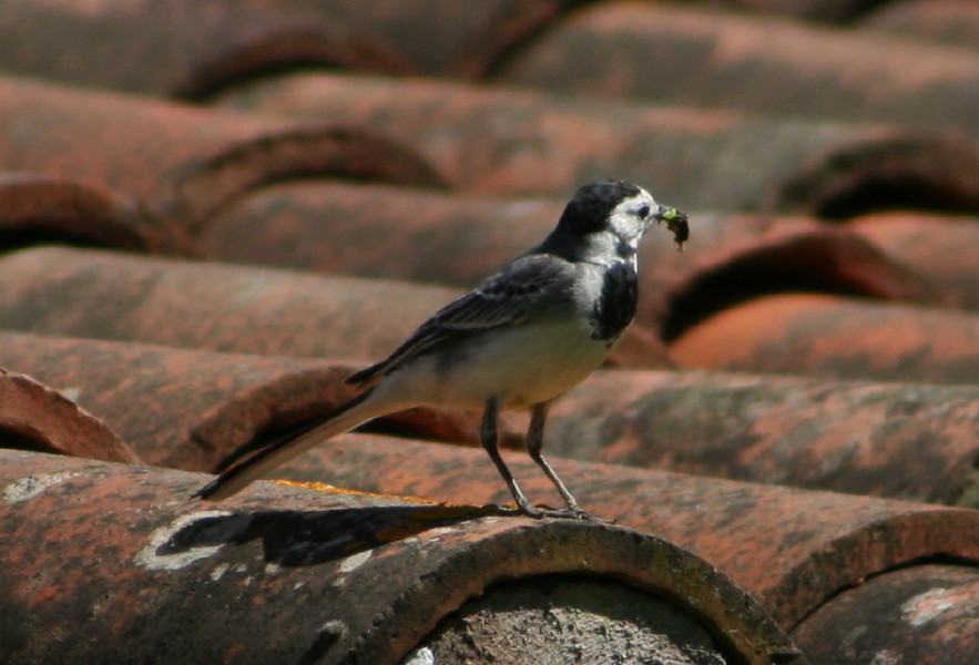 Motacilla alba